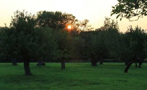 Informes Agronómicos